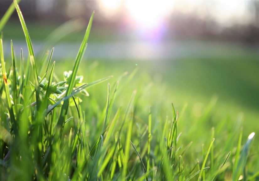 The Best Weed Killers for Your Lawn