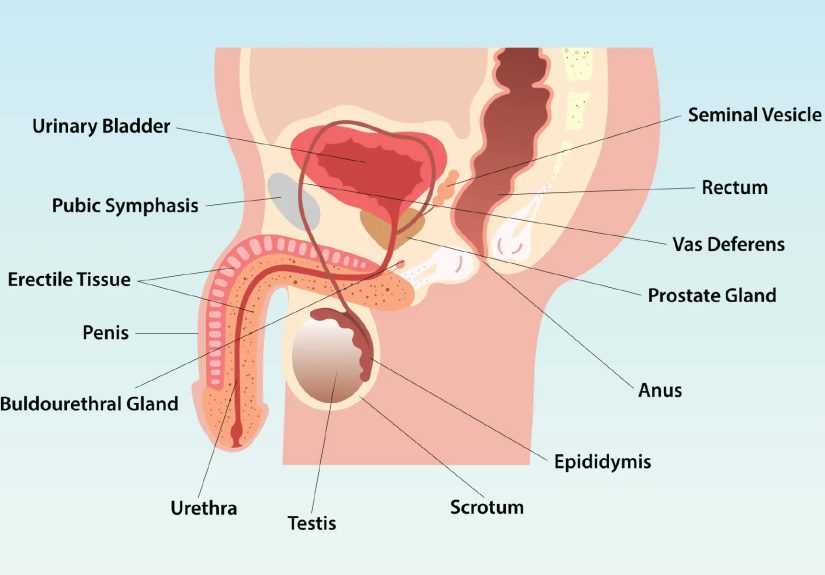 The Male Reproductive System: Organs, Function, and More