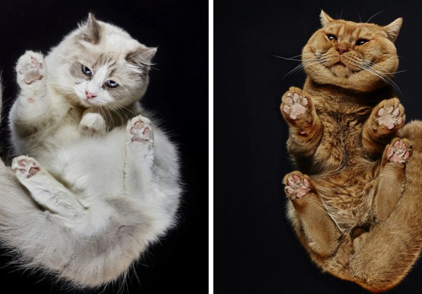 Under-Cats: I Photograph Cats From Underneath (Part 2)