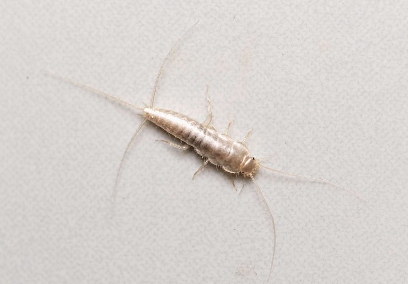 What Causes Silverfish in Houses and How to Get Rid of Them