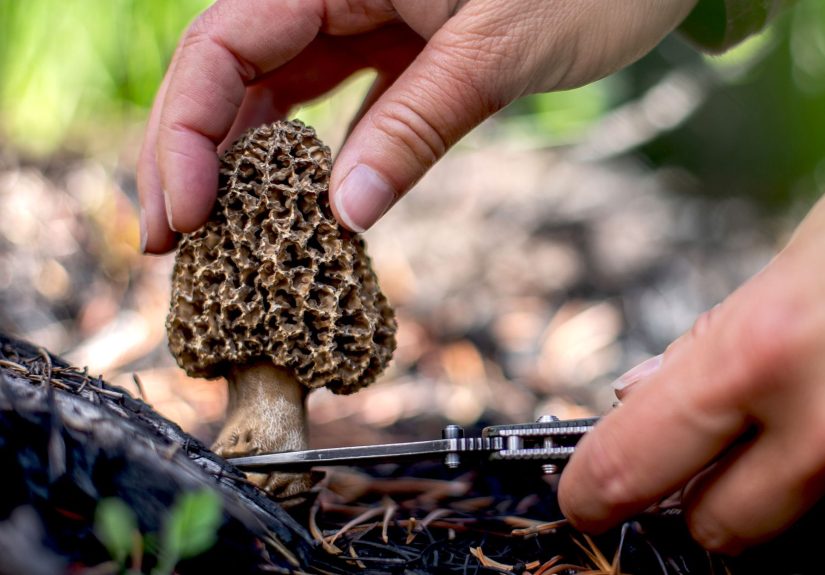 Where to Find Morel Mushrooms for a Delicious (and Safe) Feast