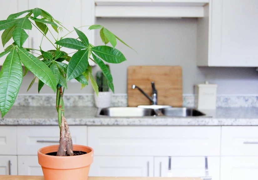 Why Money Tree Leaves Turn Yellow and How to Fix It