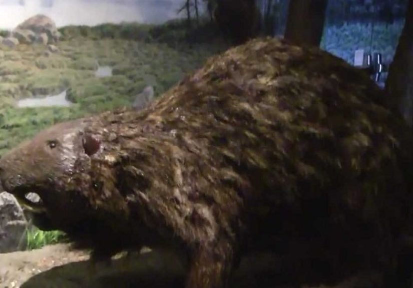 10 Terrifyingly Huge Rodents