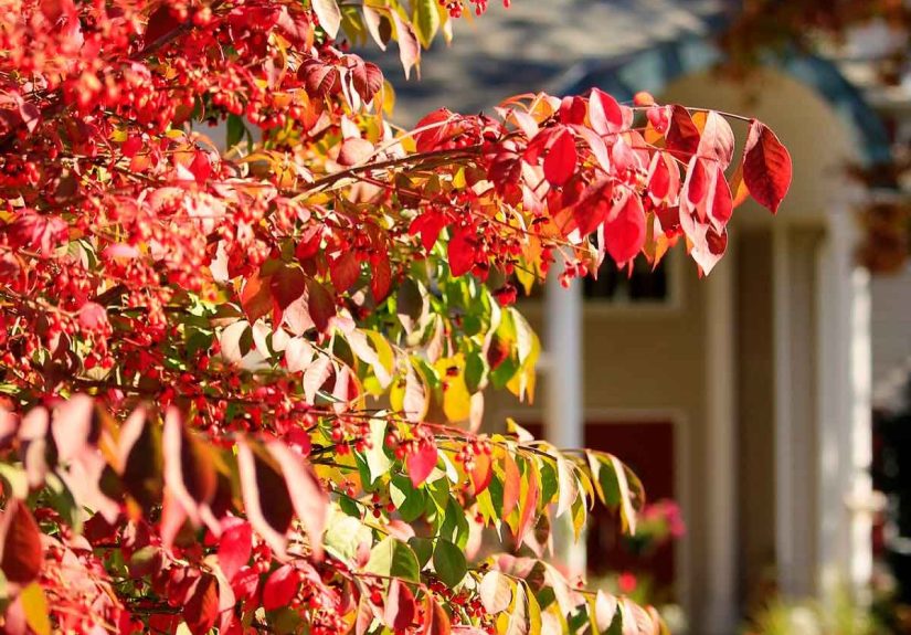 11 Spreading Shrubs You’ll Regret Planting
