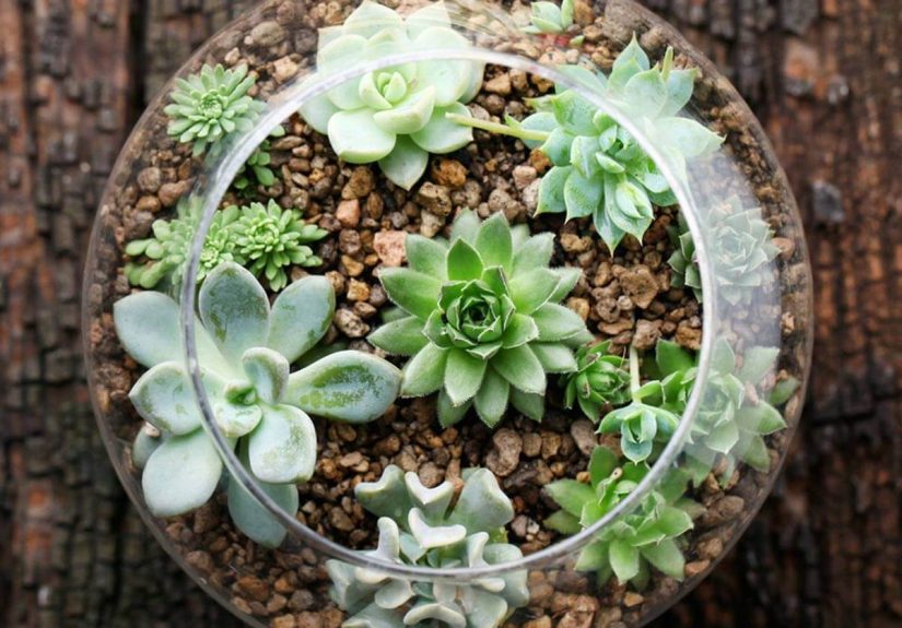 12 Tips for Making a DIY Terrarium: How to Build a Terrarium
