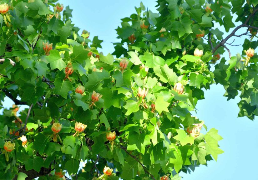 17 Fast-Growing Shade Trees to Help You Keep Your Cool Outdoors