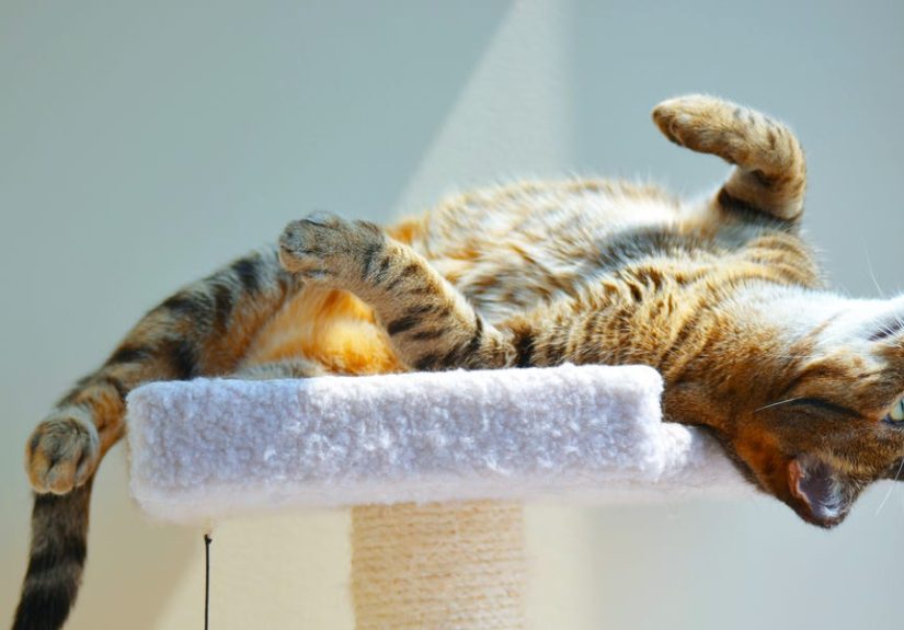 20 Surprising Cat Facts You’ve Never Heard