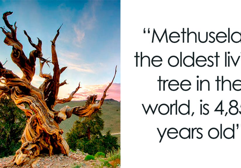 27 Oldest Trees In The World No Lumberjack Should Touch
