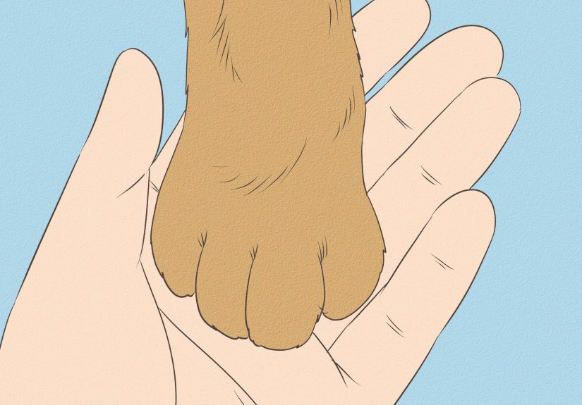 3 Ways to Diagnose and Treat the Cause of Deformed Cat Nails