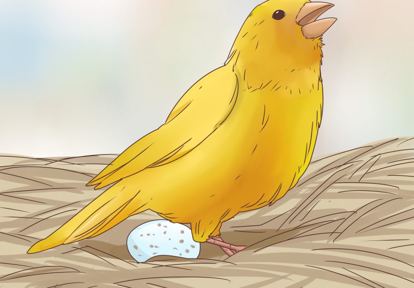 3 Ways to Know if a Canary Is Male or Female