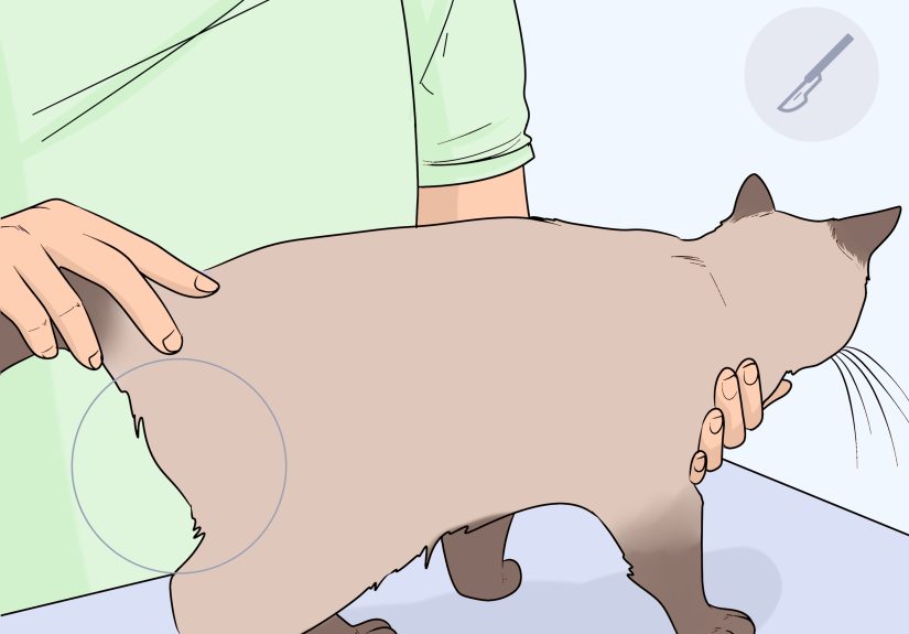 3 Ways to Stop a Cat from Peeing on the Floor