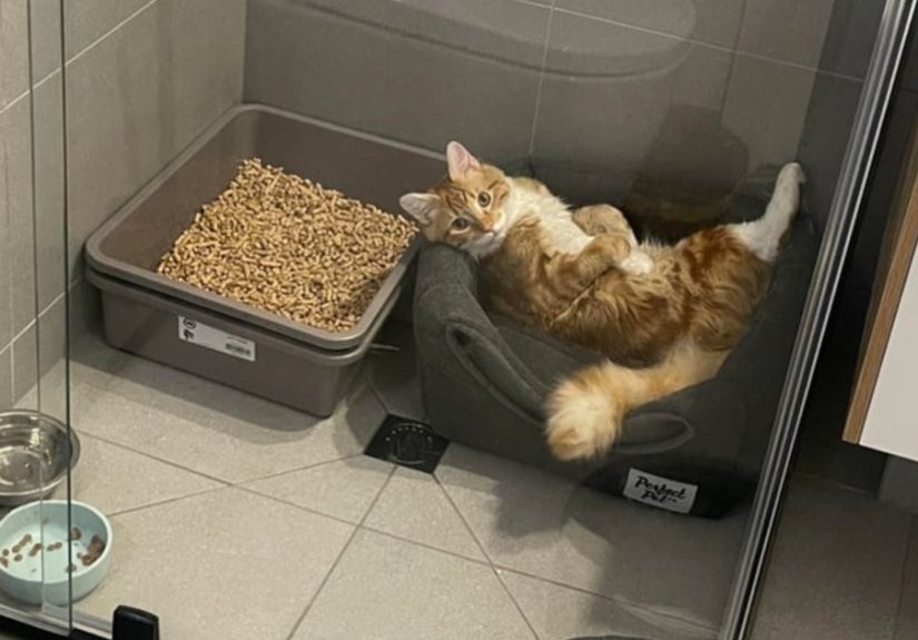 46 Foster Animals So Adorable That You Will House Them In Your Heart For A Long Time