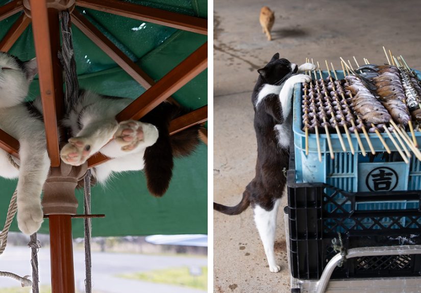 50 Photos Showing The Funny, Sweet, And Quirky Lives Of Japan's Street Cats