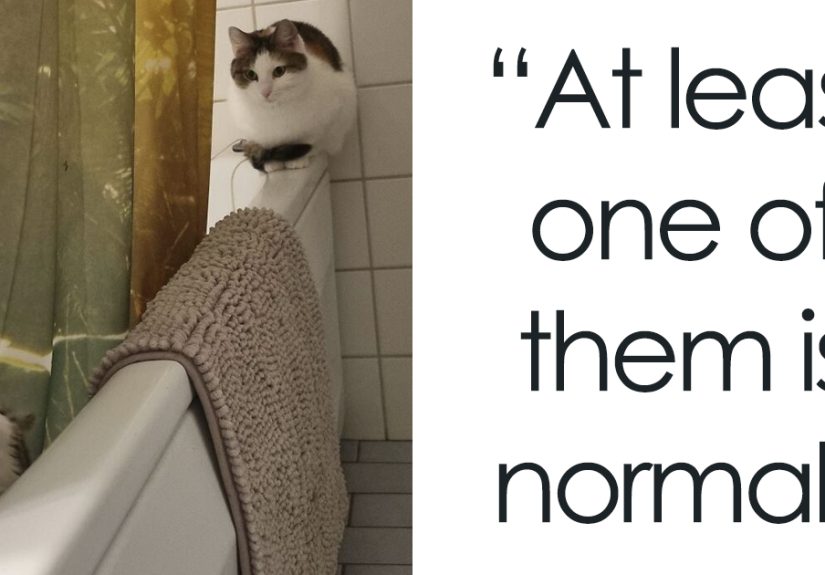 50 'Scrungy' Cats That Were Caught Off Guard