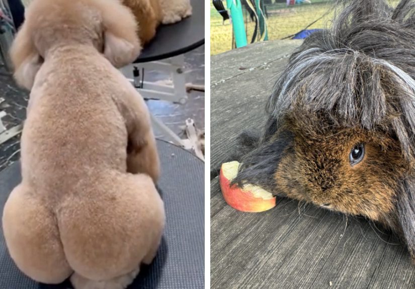 50 Times Pets Left The Groomer Looking Like Totally Different Animals