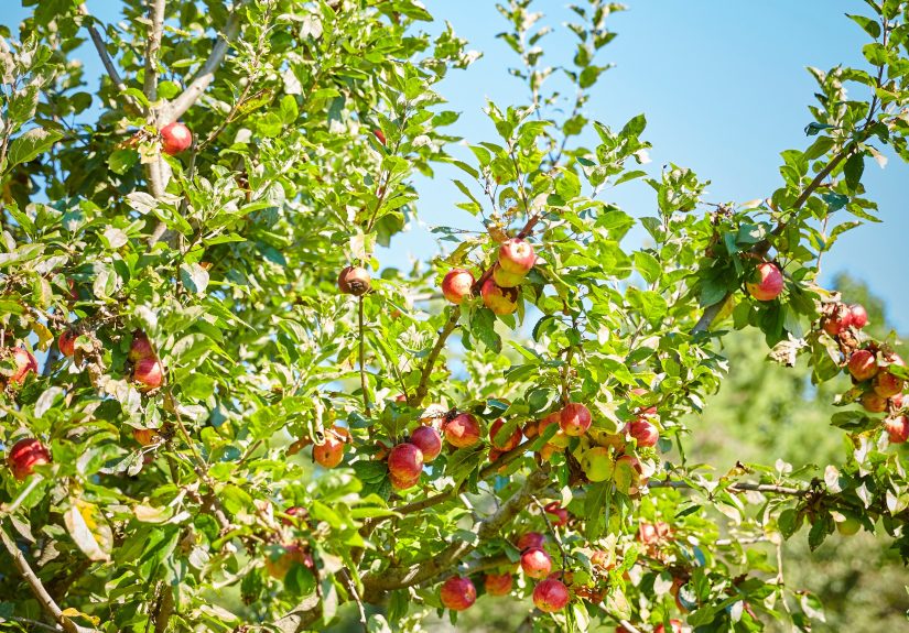 7 Fruit Trees to Plant This Fall for a Sweet Summer Harvest