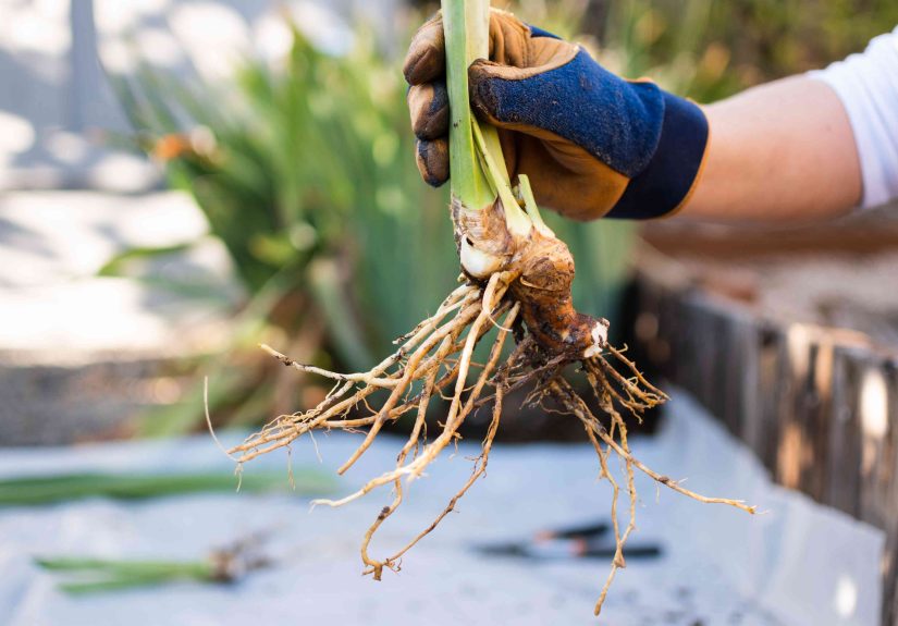 7 Perennials You Should Always Divide in October for More Plants Next Year