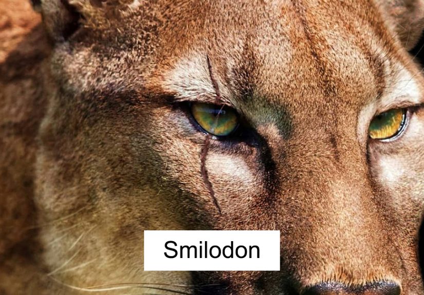 Artist Shows How These Extinct Animals Might’ve Looked In Real Life In His 30 Illustrations