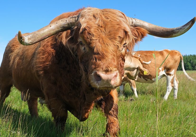 ChatGPT And Other LLMs Produce Bull Excrement, Not Hallucinations