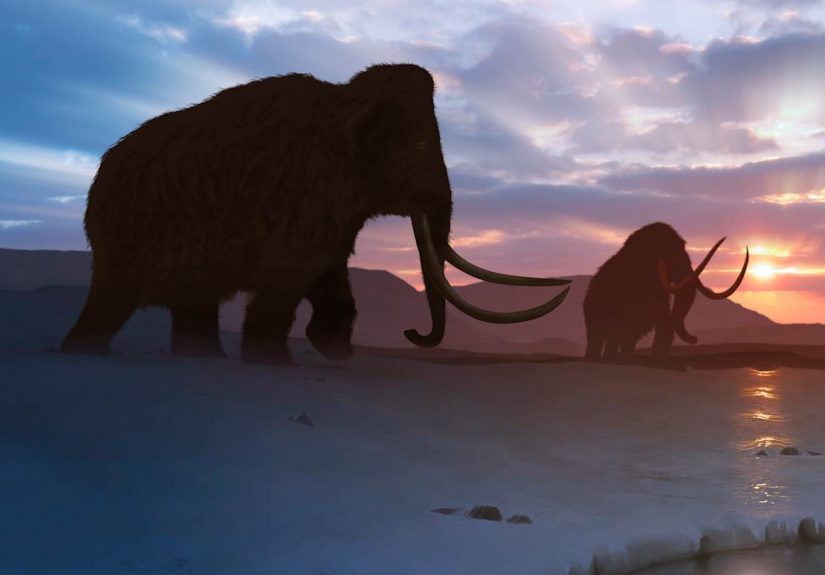 Deer Hunter Stumbles Upon Mammoth Tusk on Texas Ranch