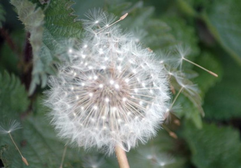 Homemade Weed Killer With Vinegar