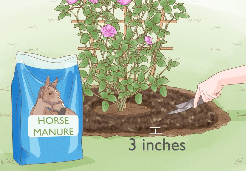 How Often to Water Roses & the Best Way to Do It