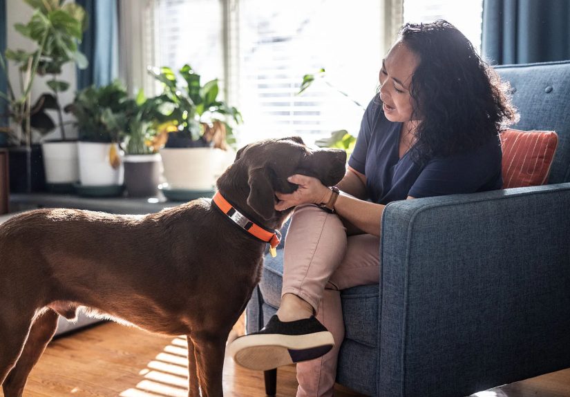 How to Choose the Right Collar for Your Dog