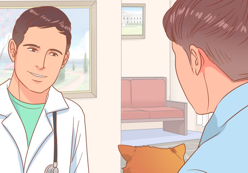 How to Get an Escaped House Cat to Come Home: 11 Steps