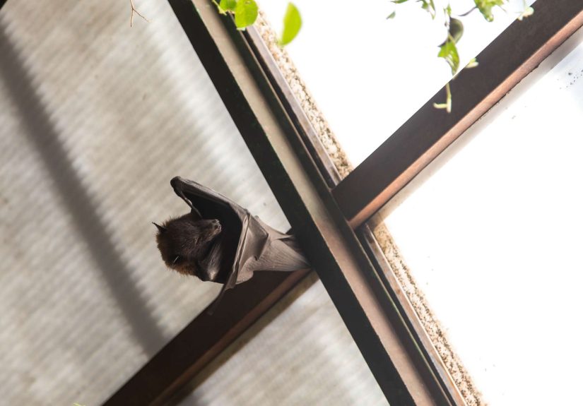 How to Get Rid of Bats in a House