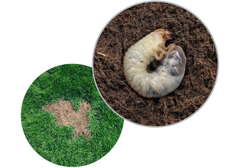 How To Get Rid Of Grubs In Your Lawn