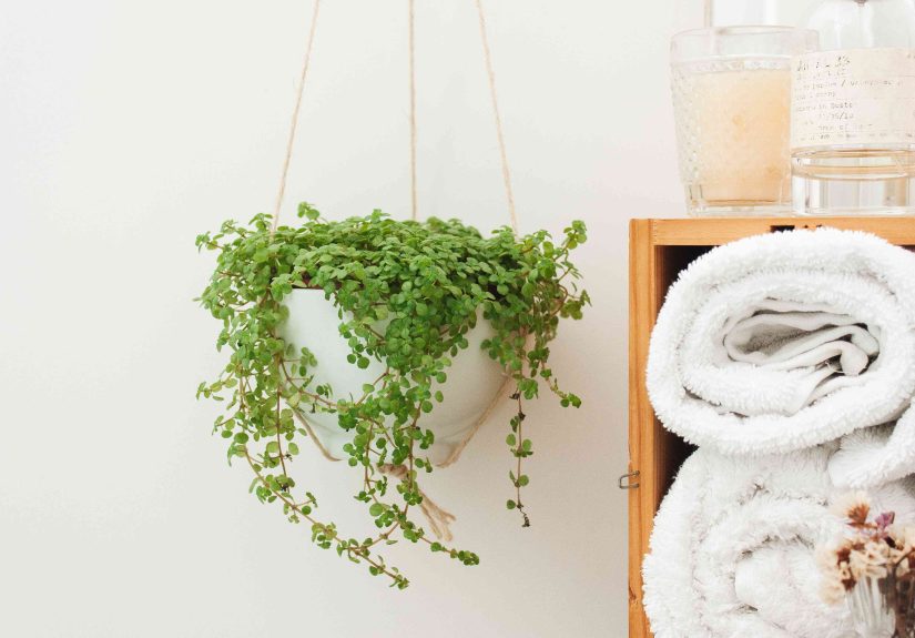 How to Grow and Care for Baby Tears