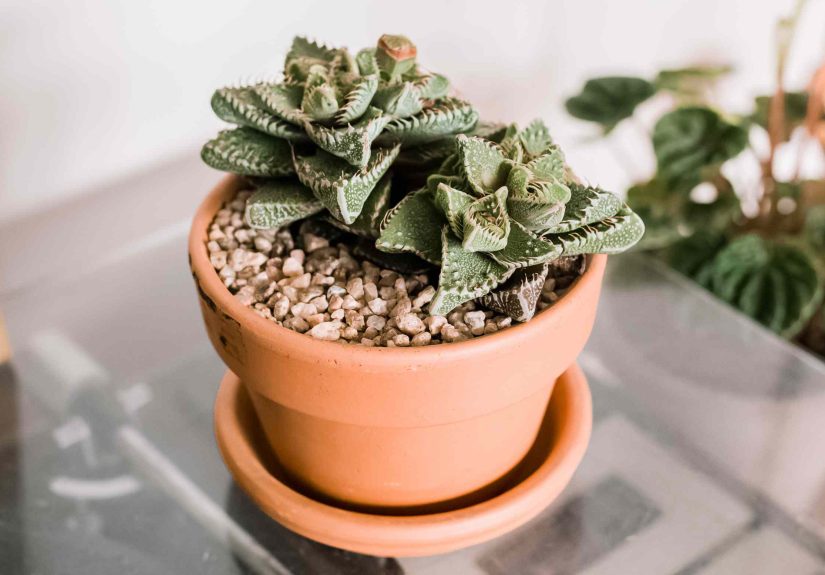 How to Grow and Care for Tiger Jaws Succulent