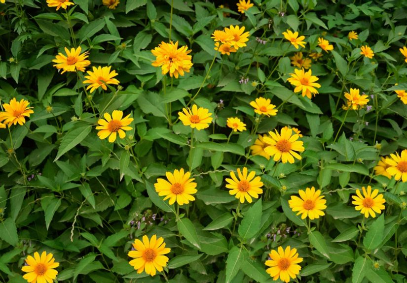 How to Grow Any Flower From Seed