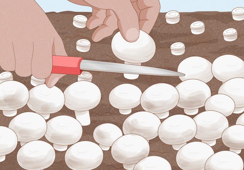 How to Grow White Button Mushrooms: 13 Steps