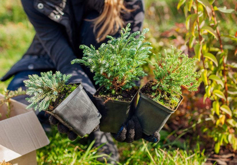 How to Overwinter Potted Plants You Didn't Get Around to Planting