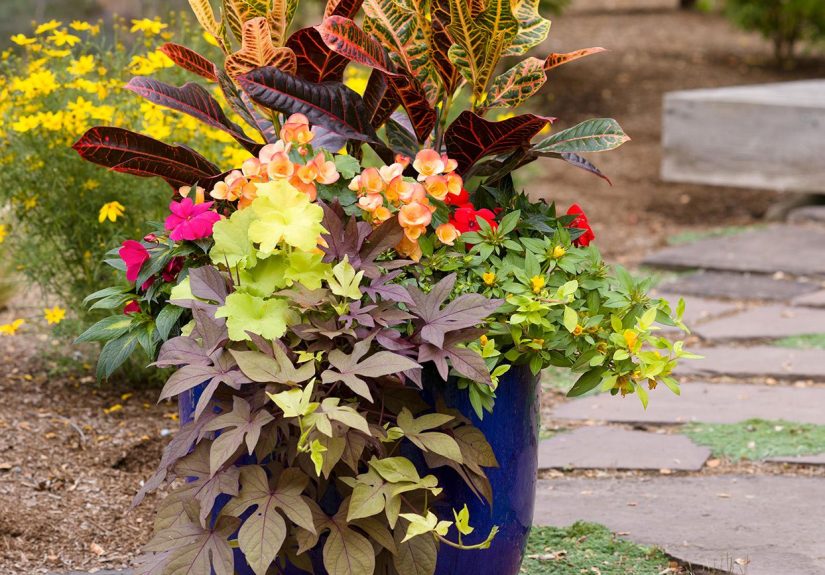 How to Plant a Container Garden in 6 Easy Steps