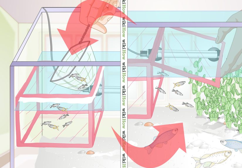 How to Take Care of Molly Fry