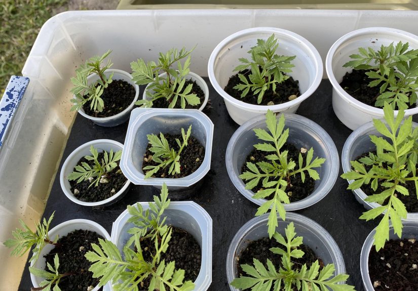 How to Use a DIY Self-Watering Tub for Seed Germination