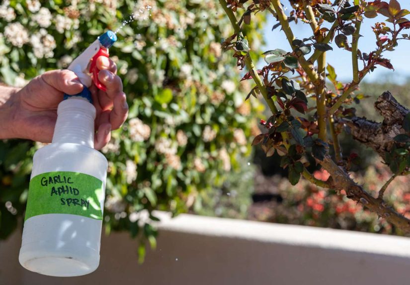 How to Use Garlic to Control Pests in Your Garden, According to a Pro