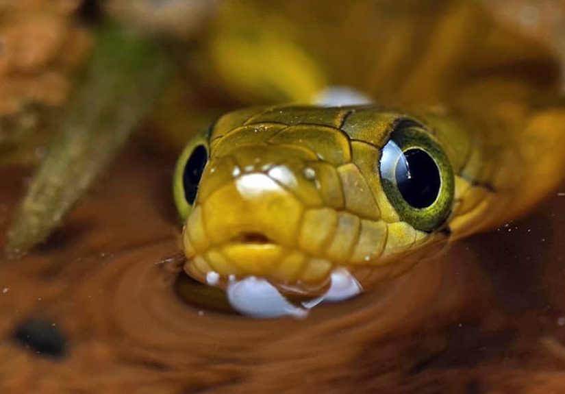 Indian Photographer Captures Colorful Spiders And Other Cute Critters In His Stunning Photographs (71 Pics)