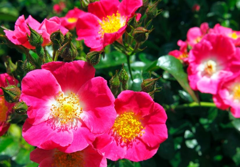 I’ve Grown Roses for YearsThese Are the Easiest Ones