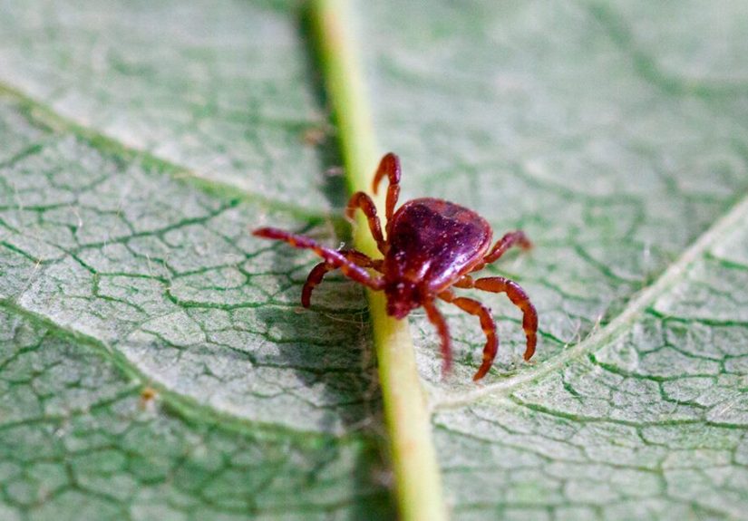 Lone Star Tick: Diseases, Symptoms, and Locations