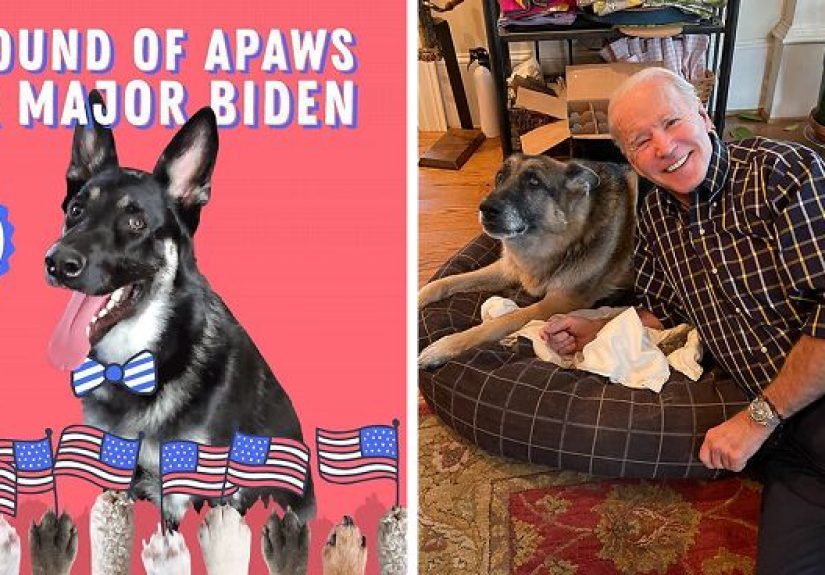 Major Biden, First Rescue Dog In The White House, Had A Virtual “Indoguration” That Attracted 10,000 Viewers