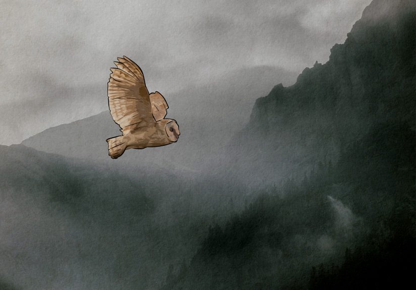 Owl Hooting Meaning: Symbolic & Spiritual Interpretations