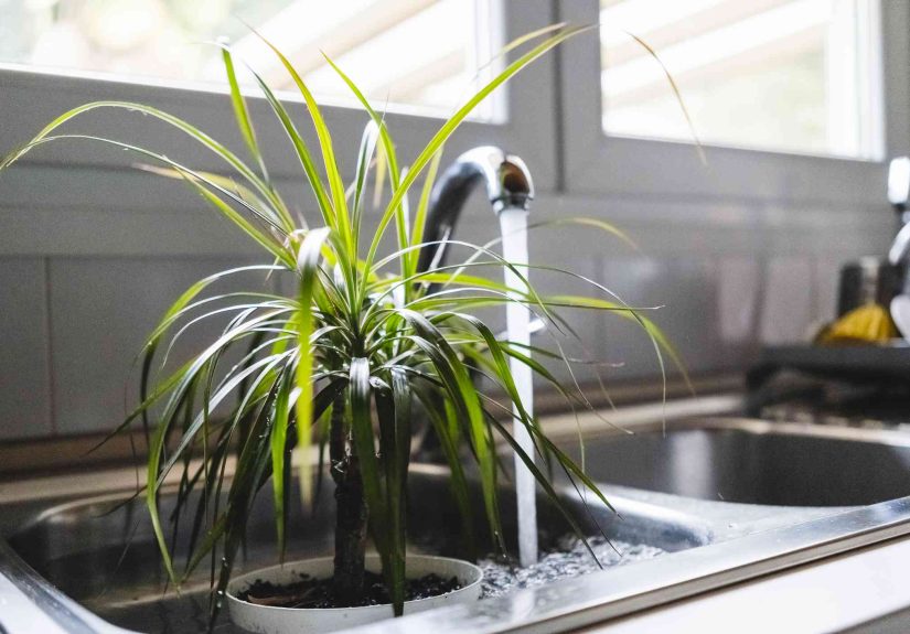 The Benefits of Bottom Watering Your Houseplants and How to Do It