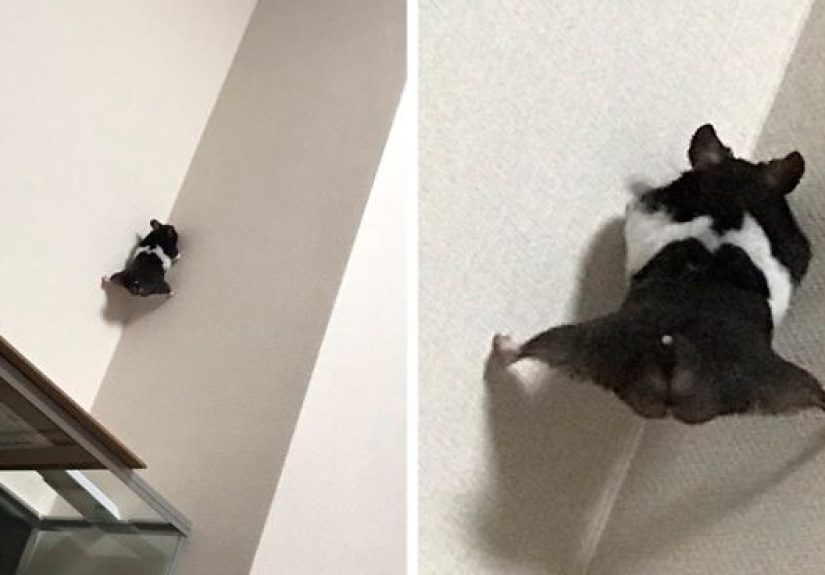 “The Only Content Permitted In This Thread Is Very Ugly Pictures Of Your Pets”: Hilarious Twitter Thread Goes Viral