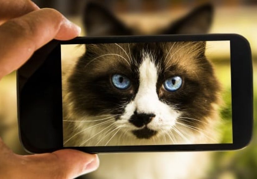 Top 10 Craziest Copyright Claims Ever Made