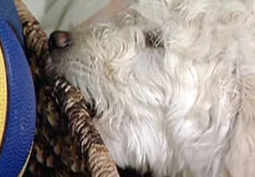 Training Puppy Not to Chew - Watch WebMD Video