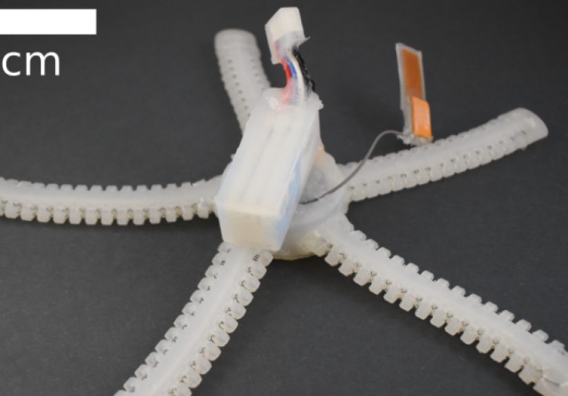 Underwater Crawling Soft Robot Stays In Shape