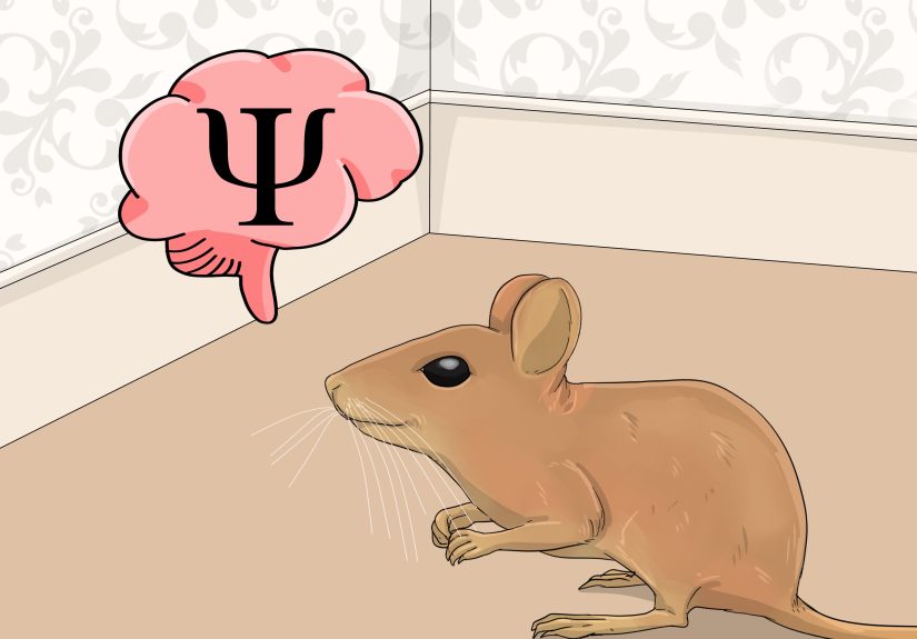 What Does It Mean to See a Mouse in a Dream?